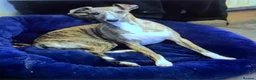 Whippet dogs for sale: Show Quality KC Registered Litter in Clarbeston Road - Advert 2