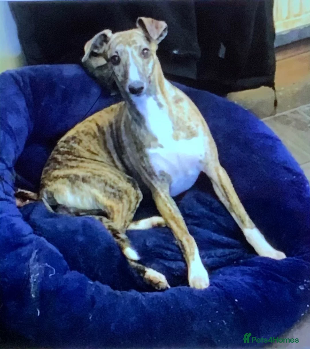 Whippet dogs for sale: Show Quality KC Registered Litter in Clarbeston Road - Advert 2