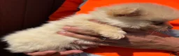 Pomeranian dogs for sale: Pomeranian Boy - Advert 5