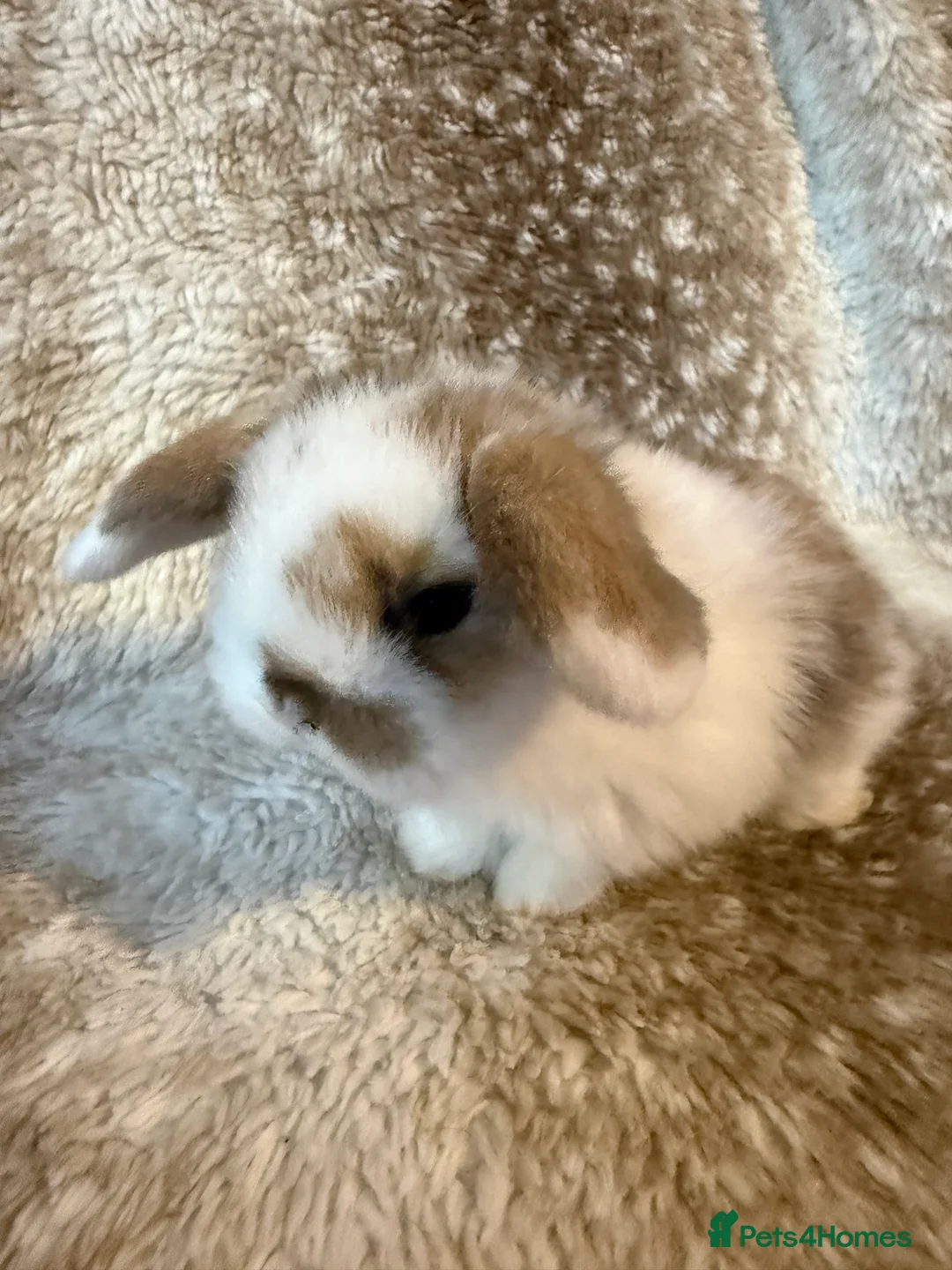 Mini Lop rabbits for sale: Pure mini lops  - Advert 1