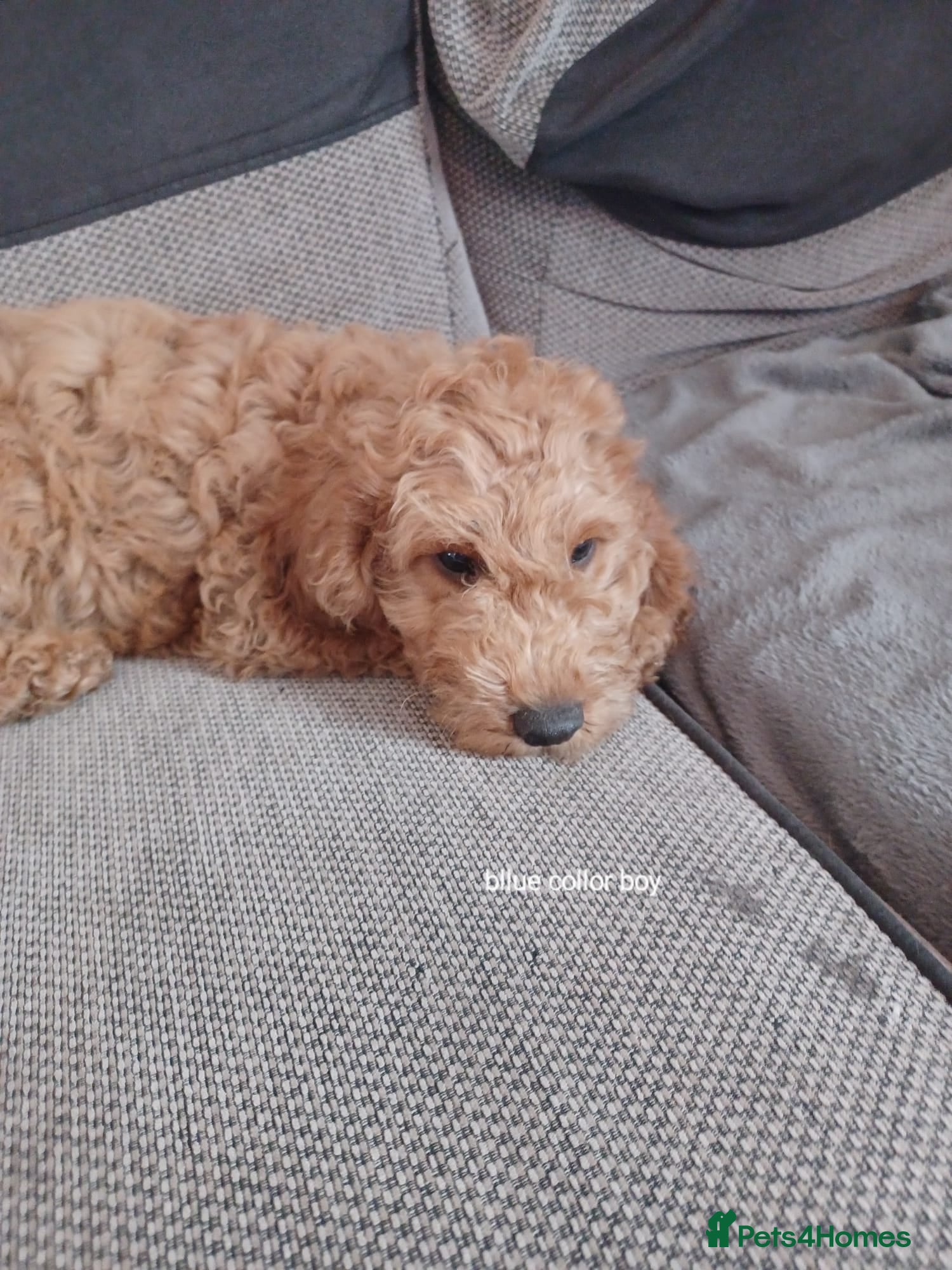 Cockapoo dogs F2 miniature Cockapoo puppies READY NOW! - Advert 1