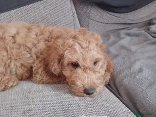 Cockapoo dogs F2 miniature Cockapoo puppies READY NOW! - Advert 1
