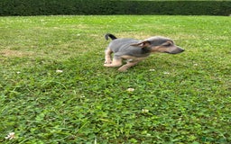 Jack Russell dogs for sale: Jack Russell, stunning litter,  in Doncaster - Image 33