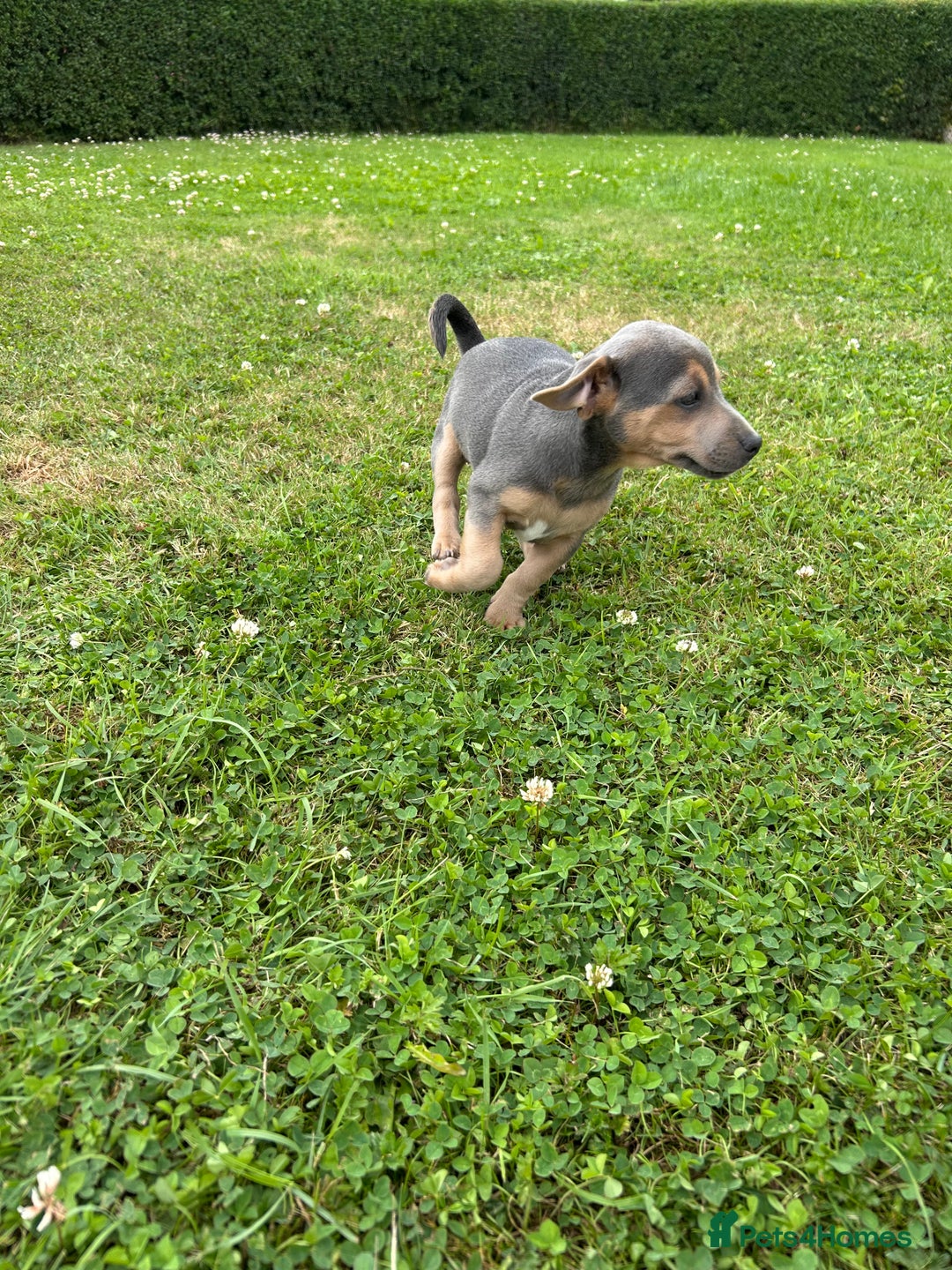 Jack Russell dogs for sale: Jack Russell, stunning litter,  in Doncaster - Image 33