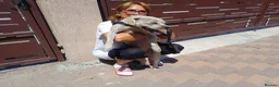 Cockapoo dogs for adoption: 🐾CRIS - Betrayed by the Person He Trusted… in Nottingham - Advert 13