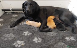 Labrador Retriever dogs for sale: KC Labrador puppies 5weeks old 3 boys  - Image 1