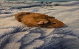 Guinea Pig rodents for sale: guinea pig - Image 6