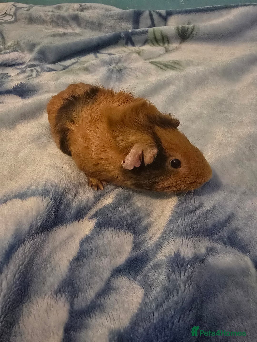 Guinea Pig rodents for sale: guinea pig - Image 6