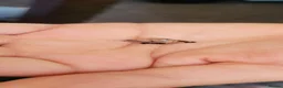 Snails invertebrates for sale: Giant african land snail babies  in Nuneaton - Advert 2