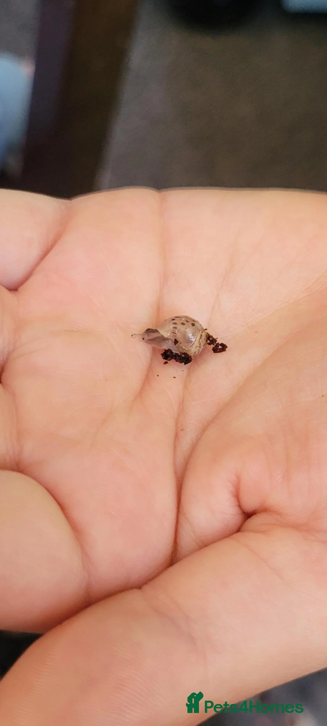 Snails invertebrates for sale: Giant african land snail babies  in Nuneaton - Advert 2