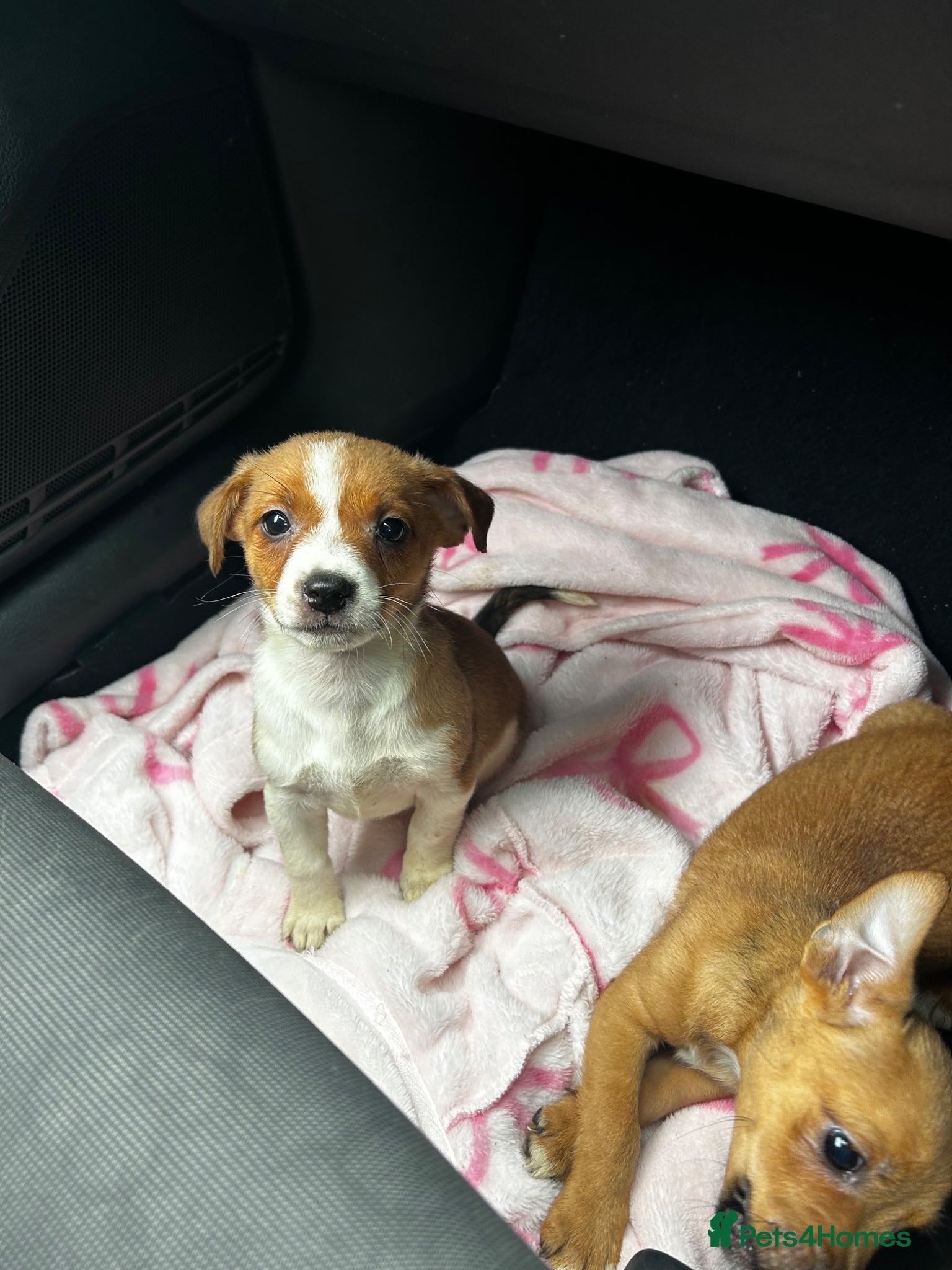 Jack Russell Puppy 9
