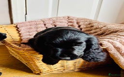 Cocker Spaniel dogs for sale:  (LAST 1) 2beautiful cocker spaniels left out of 7 - Image 6