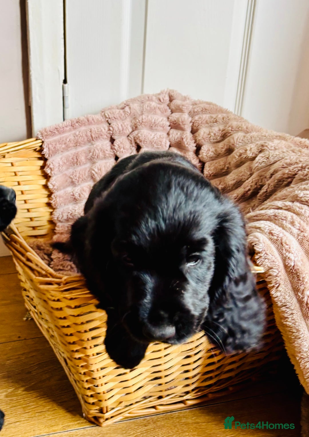 Cocker Spaniel dogs for sale:  (LAST 1) 2beautiful cocker spaniels left out of 7 - Image 6