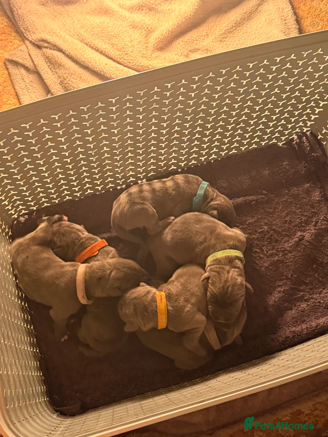 Cane Corso dogs for sale: 12 cane corso pups  - Advert 5