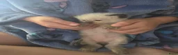 Siamese cats for sale: Gorgeous siamese x maine coone litter - Advert 19