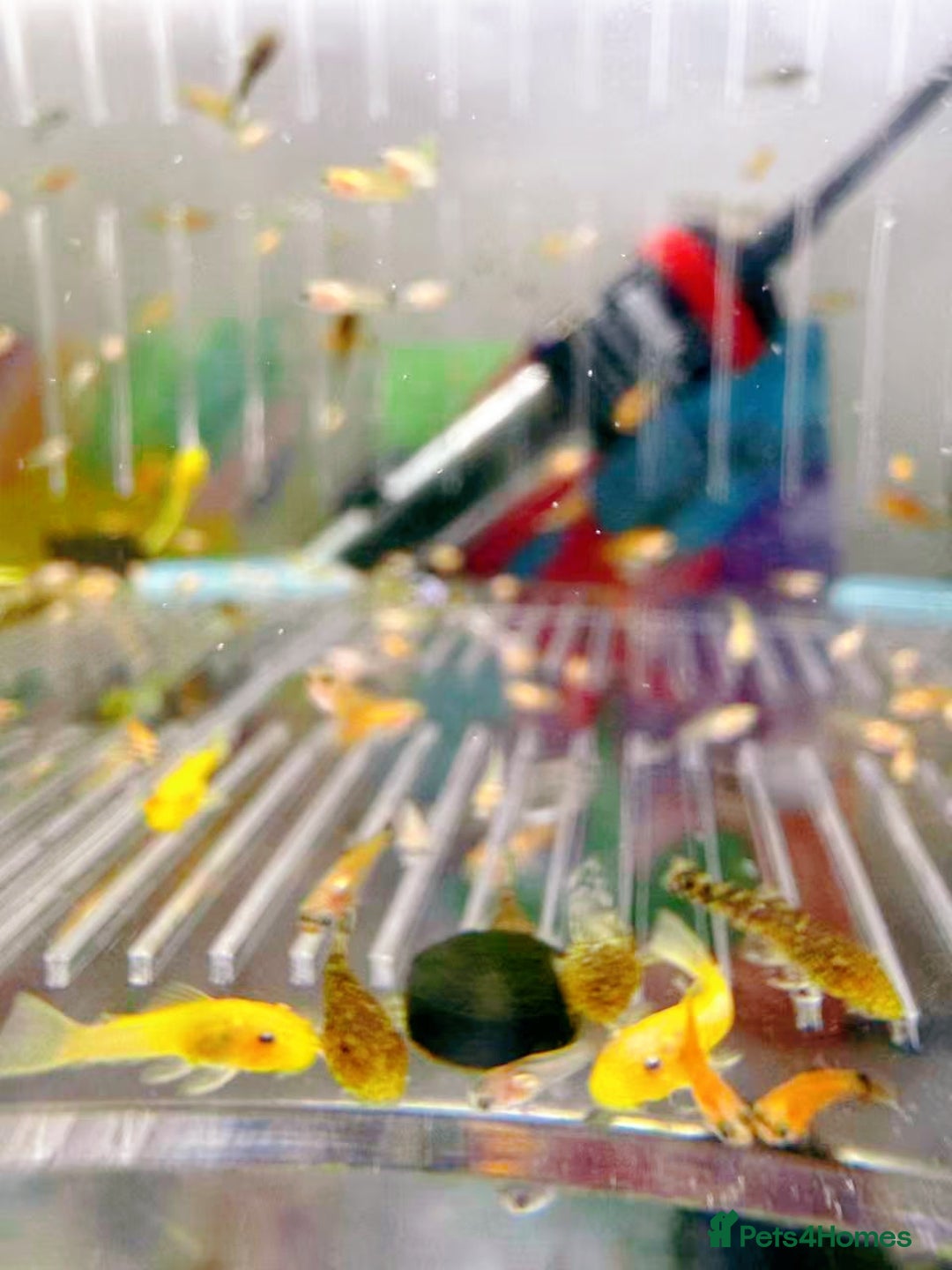 Plecos fish for sale: Bristlenose Pleco Golden&Snowflake – Various Sizes - Advert 7