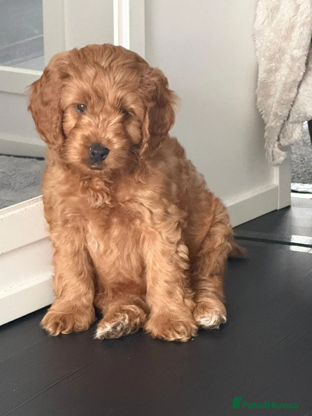 Mixed Breed dogs for sale: Cockerpoo x jackerpoo puppies - Advert 2