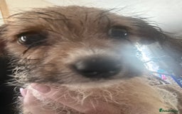 Dachshund dogs for sale: 5 dachshund x cavachon pups for sale  - Image 23
