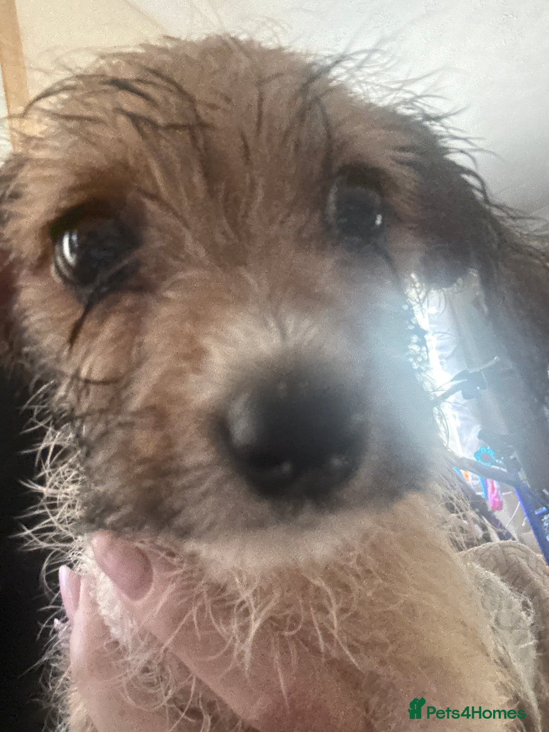 Dachshund dogs for sale: 5 dachshund x cavachon pups for sale  - Image 23