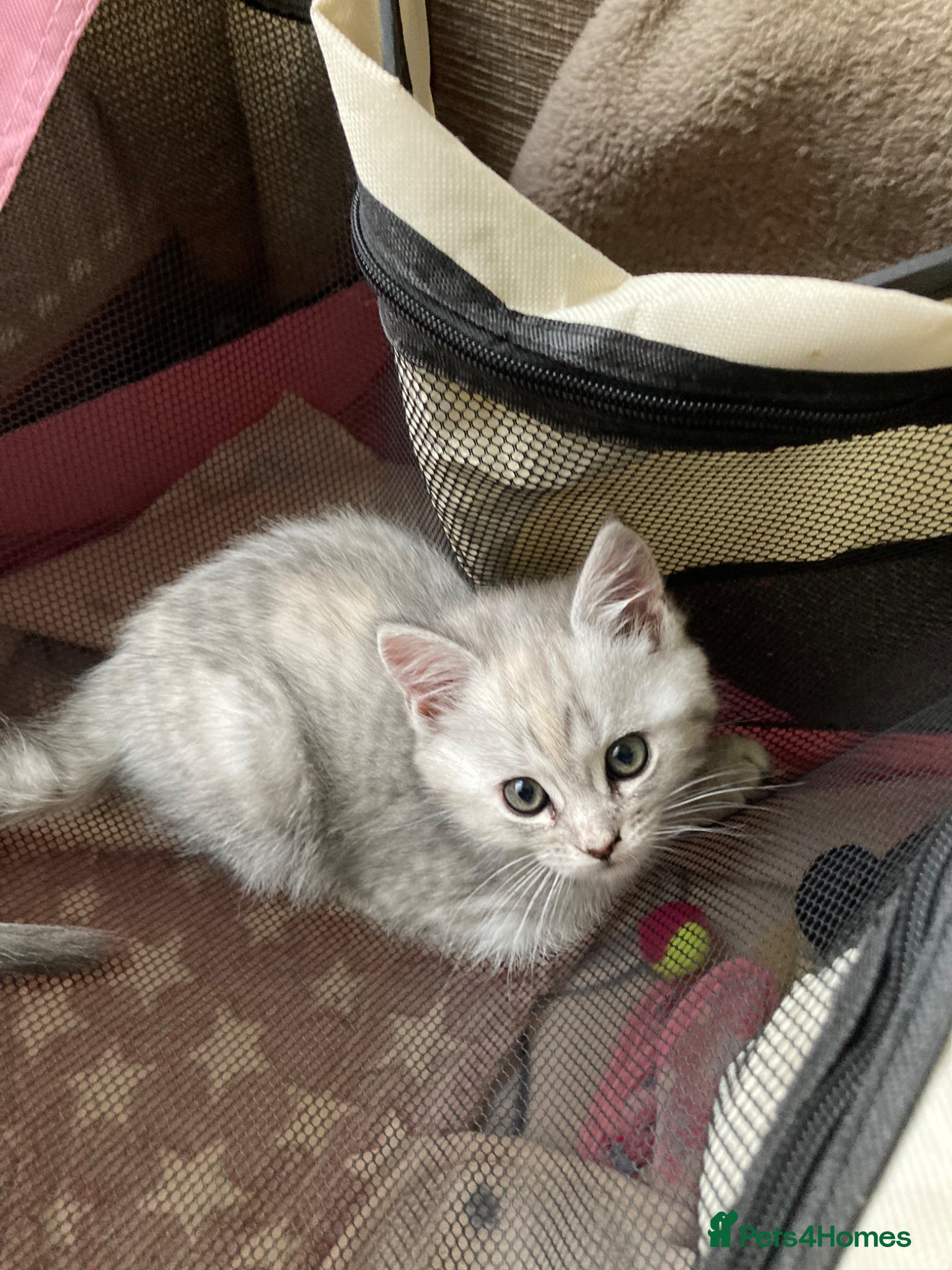 Mixed Breed cats for sale: Julie in Pontefract - Advert 2