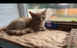 American Shorthair cats for sale: URGENT American shorthaired rehoming  - Advert 1