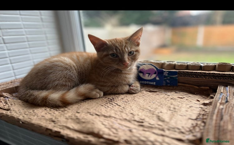 American Shorthair cats URGENT American shorthaired rehoming  - Advert 4