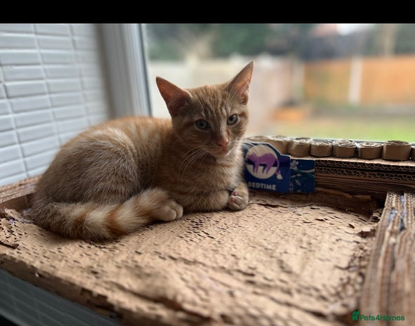 American Shorthair cats URGENT American shorthaired rehoming - Advert 1