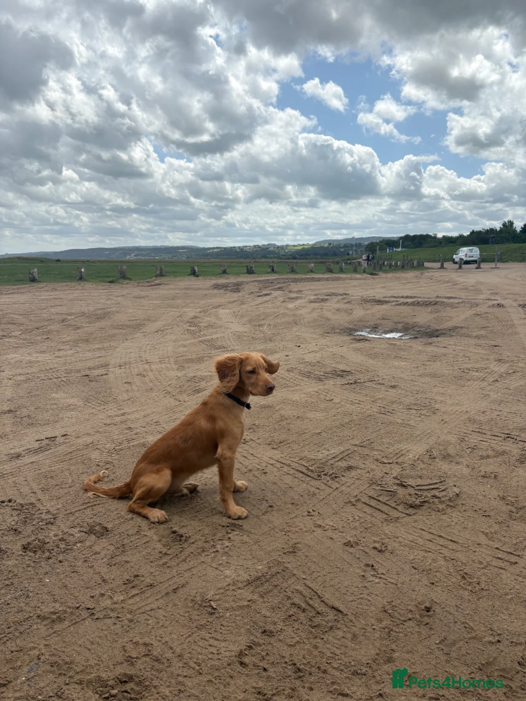 Cocker Spaniel dogs for sale: Cocker Ralph 14 months old - Advert 7