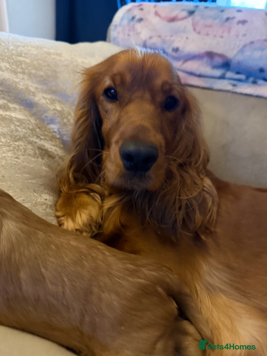 Cocker Spaniel dogs for sale: 2 Dark Girls left  - Advert 1