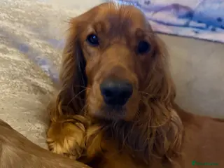 Cocker Spaniel dogs 2 Dark Girls left - Advert 8