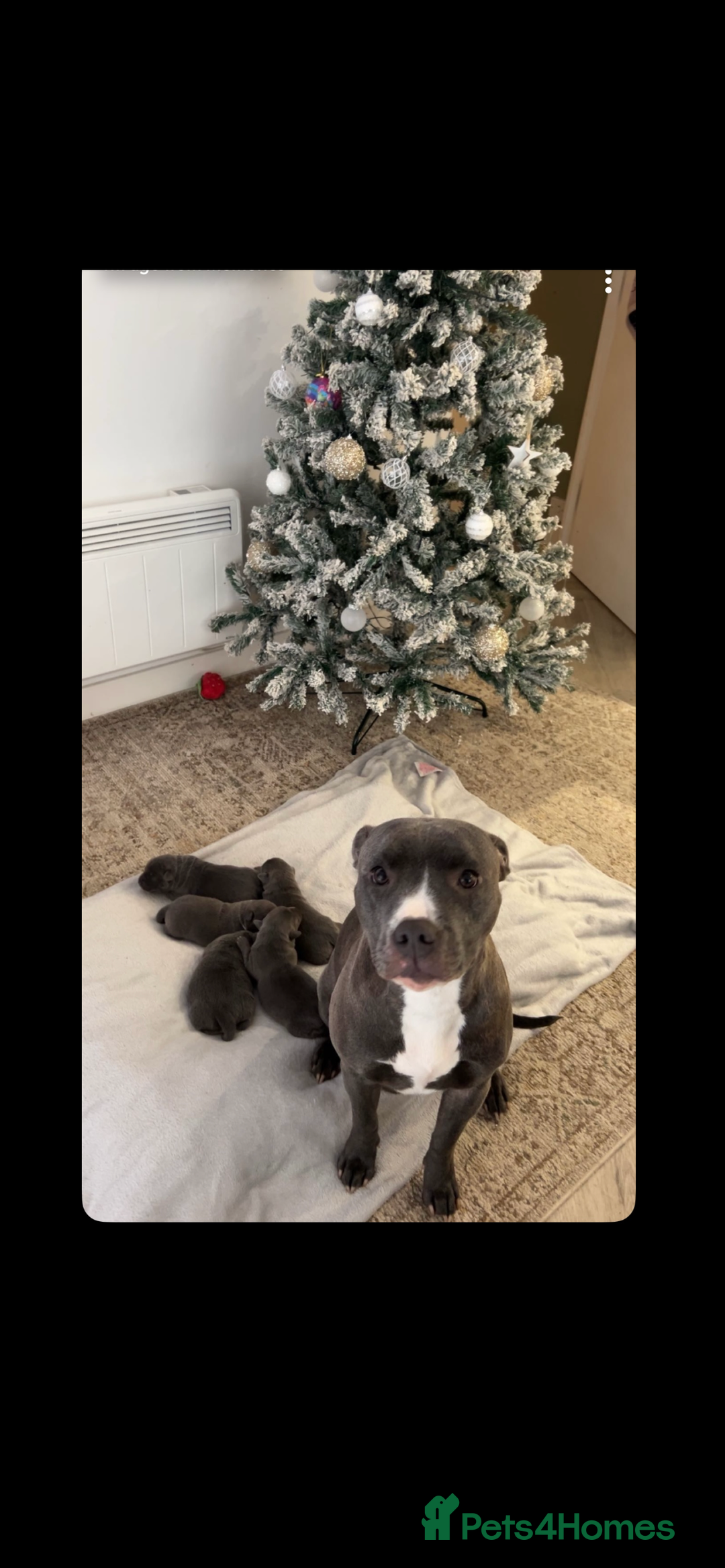 Staffordshire Bull Terrier dogs for sale: Blue staffie puppies   - Advert 5