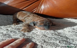 Cockapoo dogs for sale: Beautiful litter of cockapoos - Image 15