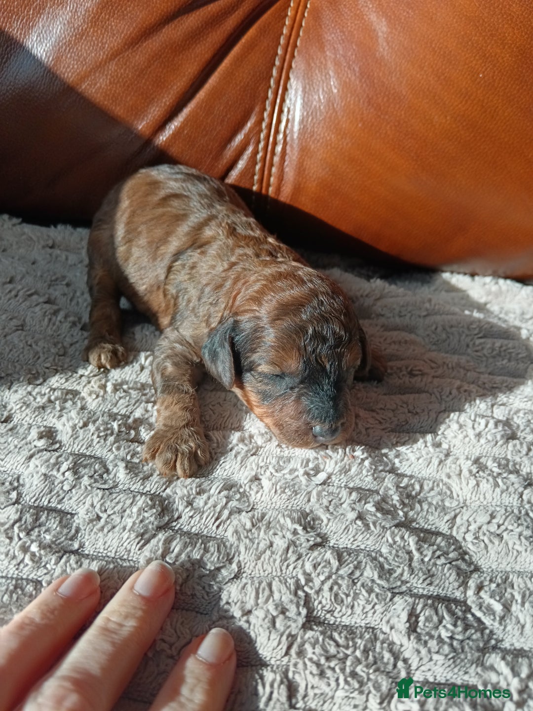 Cockapoo dogs for sale: Beautiful litter of cockapoos - Image 15