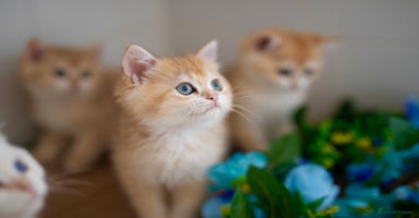 British Shorthair cats in Manchester - Advert 13