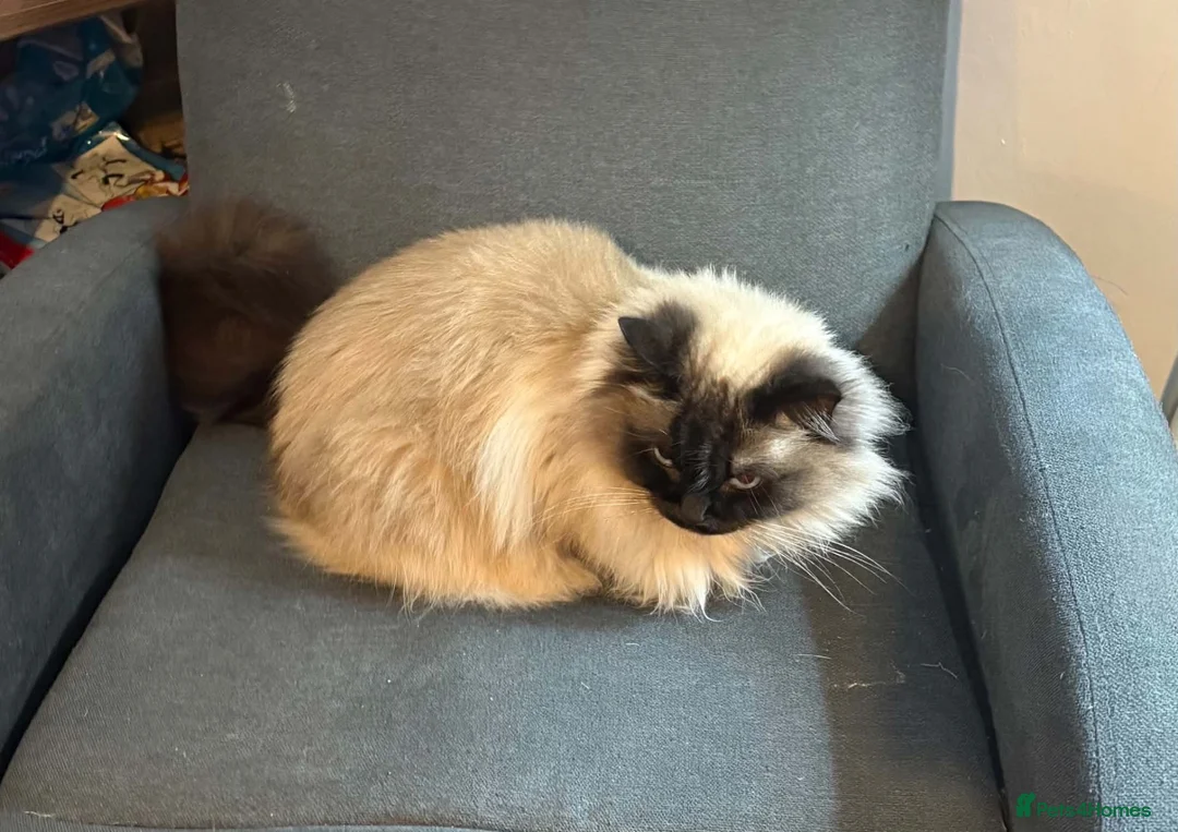 Ragdoll cats for sale: Tinker in Burton-on-Trent - Advert 2