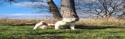 Mixed Breed dogs for sale: Beautiful American Bulldog × Staffie Mix Puppies in Glasgow - Advert 3