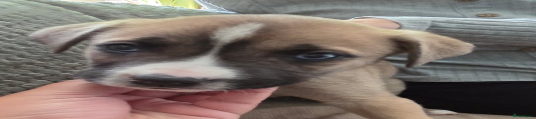 Mixed Breed Puppy 5