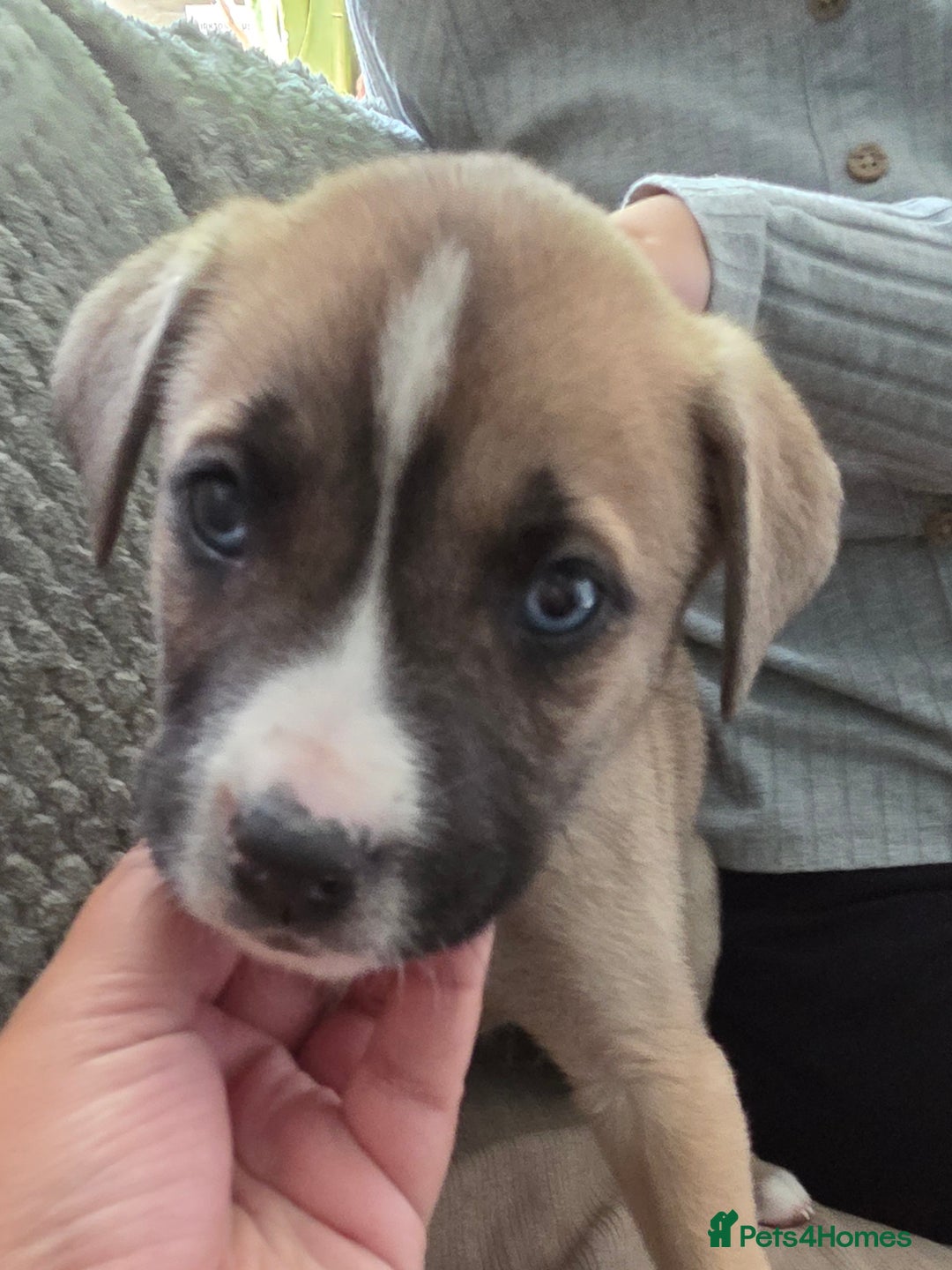 Mixed Breed dogs for sale: Akita mix - Image 14