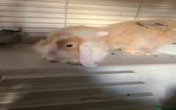 Mini Lion Lop rabbits for sale: Baby rabbits ready now  - Image 1