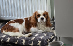 Cavalier King Charles Spaniel dogs for sale: Fully health tested included MRI scan  - Image 18
