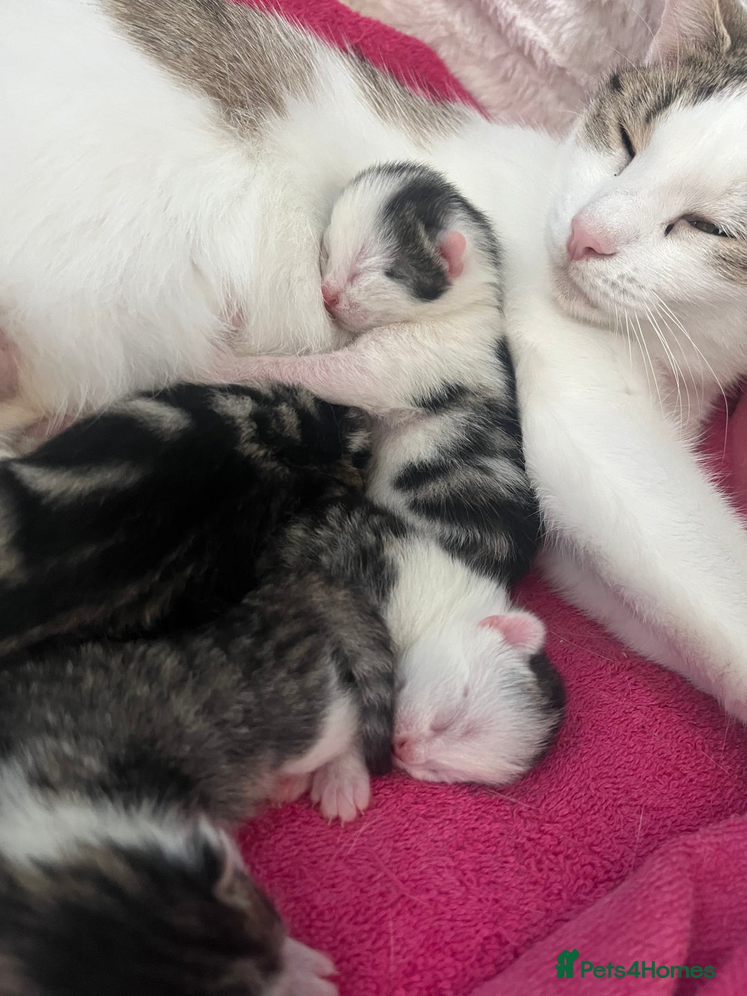 Mixed Breed cats for sale: Mixed kitten - Image 12