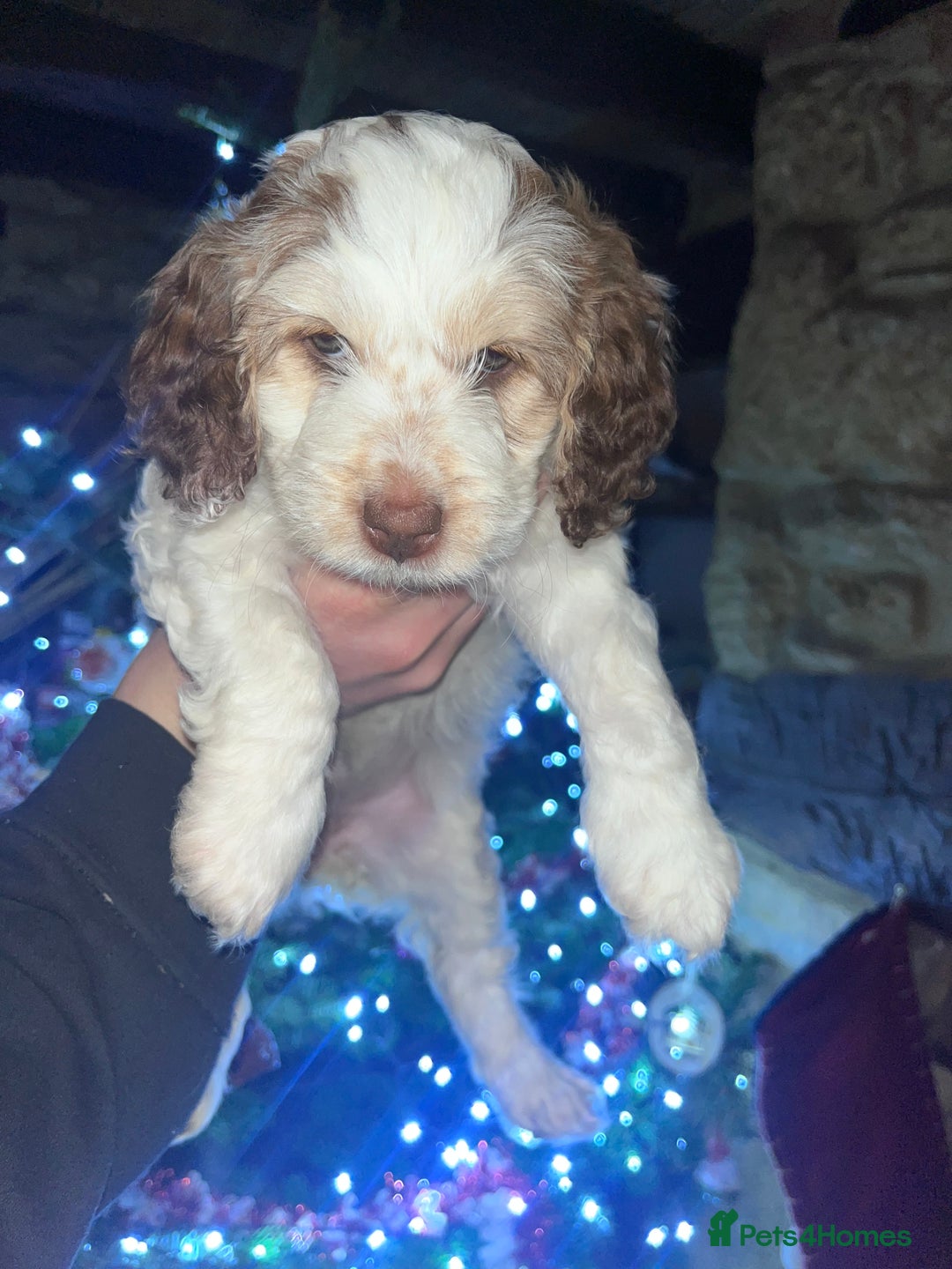 Australian Labradoodle dogs for sale: Gorgeous Australian Labradoodle Puppies  - Advert 15