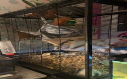 Rat rodents for sale: 3 Bonded Female rats - Image 6