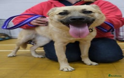 Mixed Breed dogs for adoption: Luanna - Norwich Norfolk  - Image 7