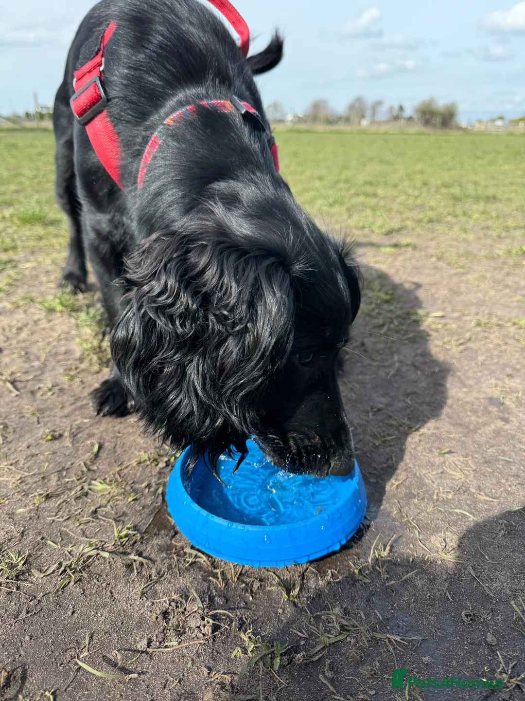 Cocker Spaniel dogs for sale: Cocker Spaniel 18 months male in Skelmersdale - Advert 6