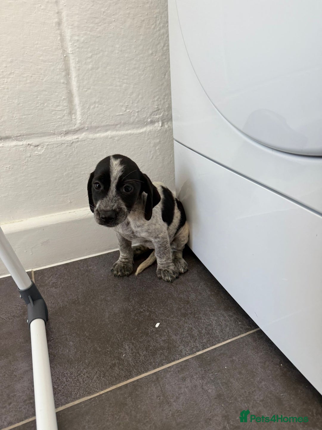 Mixed Breed dogs for sale: 6 beautiful jack russle cross cocker spaniels  - Image 13