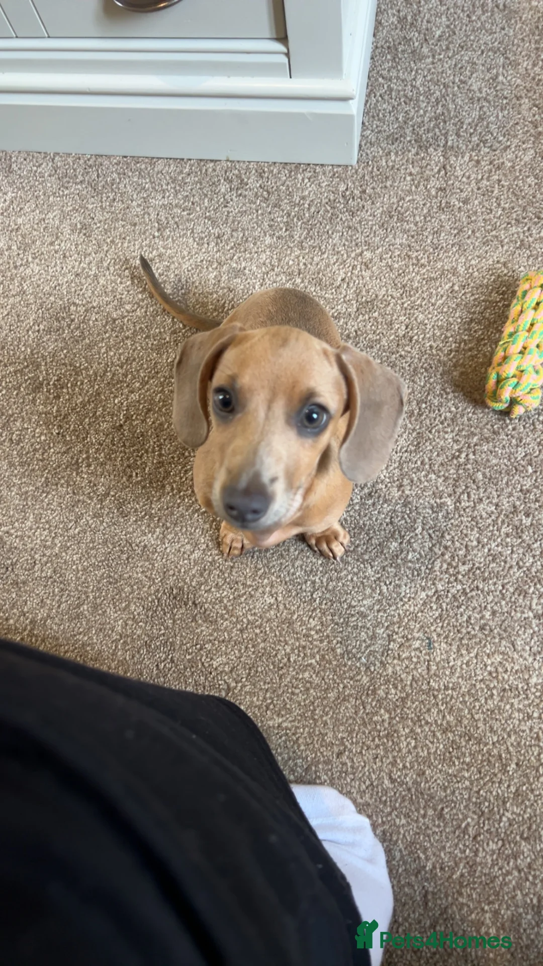 Miniature Dachshund dogs for sale: Miniature dachshund  - Advert 2