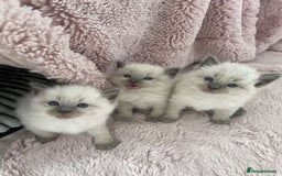 Ragdoll cats for sale: Ragdoll Bluepoint kittens  - Image 8
