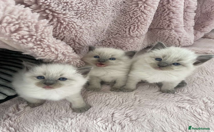 Ragdoll cats - Advert 2