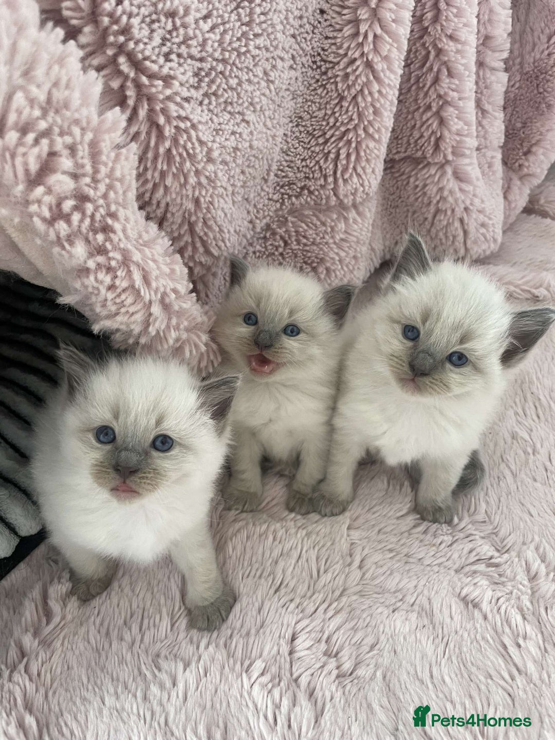 Ragdoll cats for sale: Ragdoll Bluepoint kittens  - Image 8